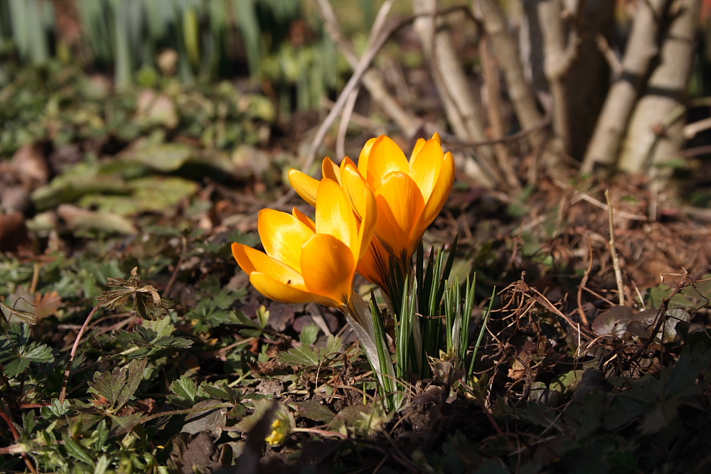 Frühblüher im Februar