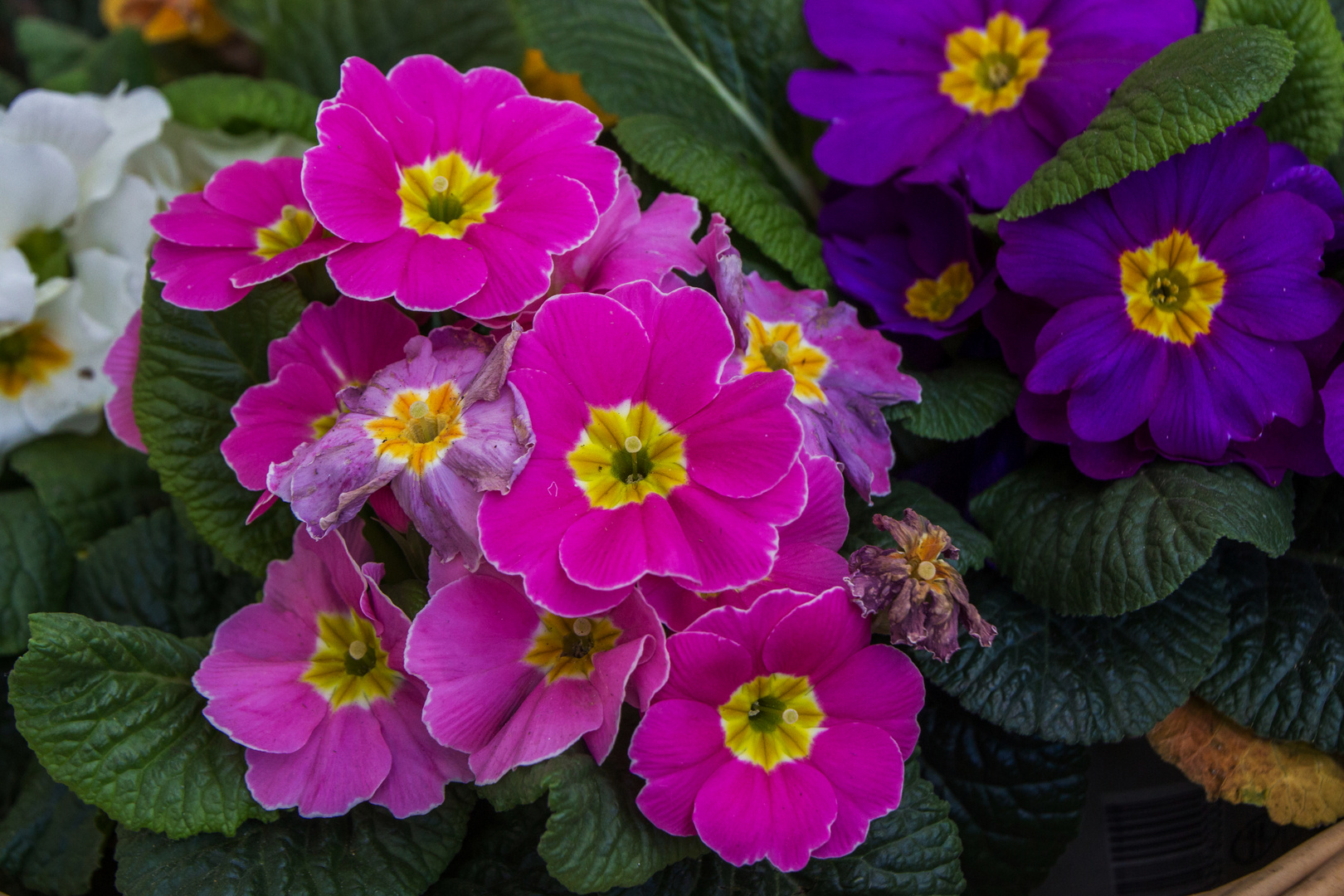 Frühblüher im Februar Foto & Bild natur, blumen, pflanzen Bilder auf