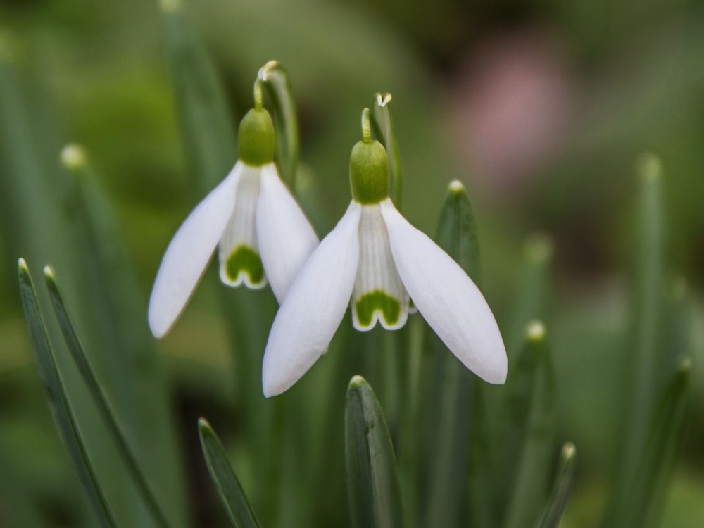 Frühblüher im Februar Foto & Bild natur, blumen, pflanzen Bilder auf