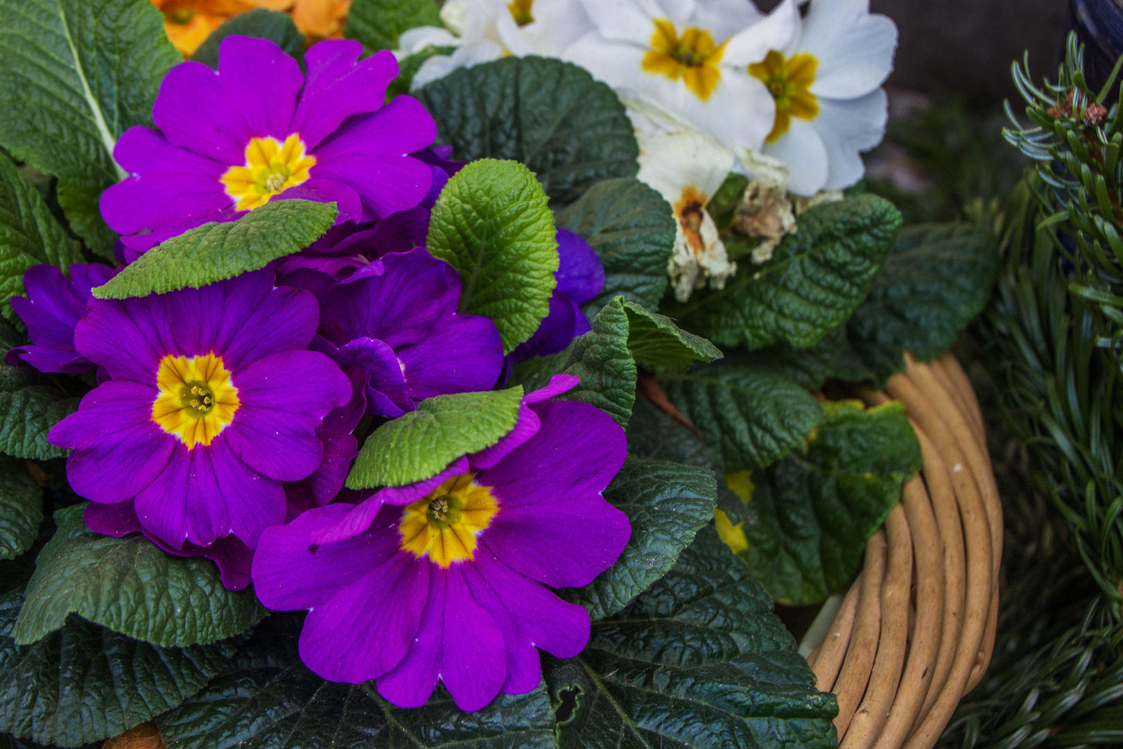 Frühblüher im Februar