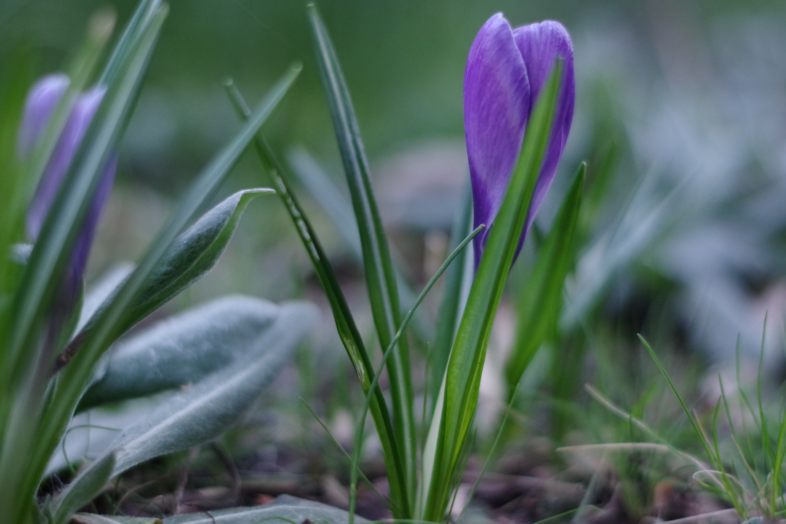 Frühblüher im Garten