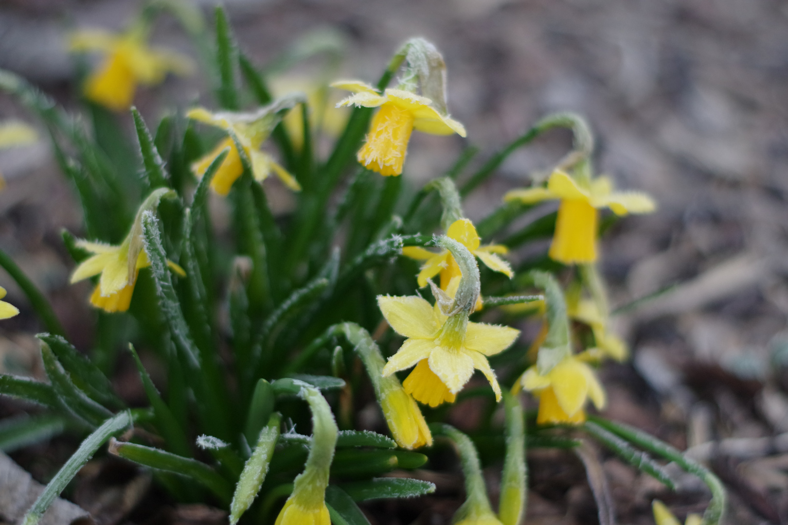 Frühblüher im Garten