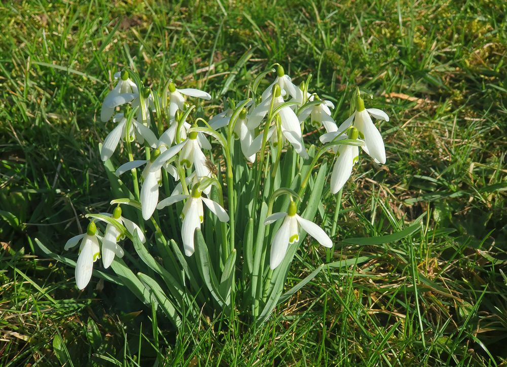 Frühblüher im Garten (1)