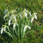 Frühblüher im Garten (1)