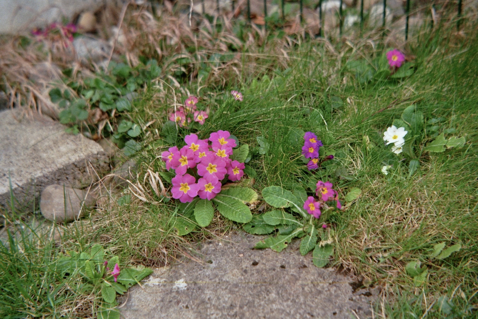 Frühblüher im Garten Foto & Bild frühling, natur, pflanzen Bilder auf