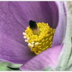 Frühblüher im Garten