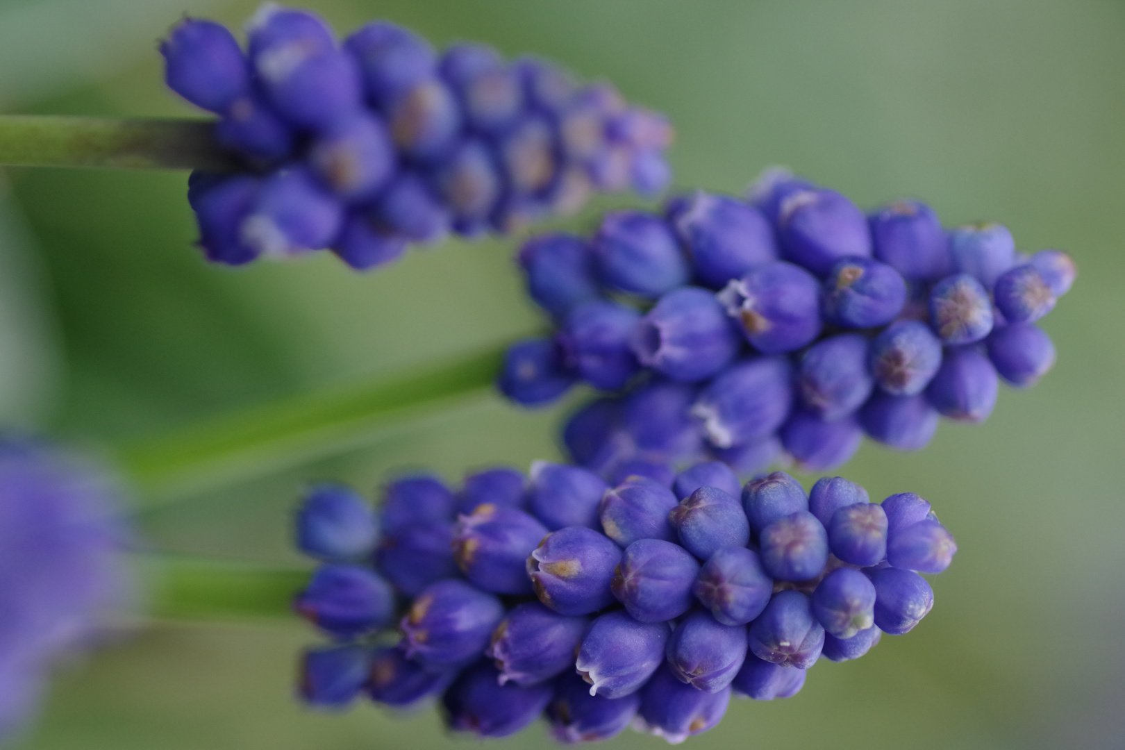 Frühblüher im Garten