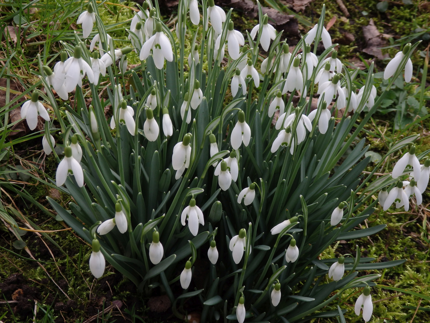 Frühblüher im Garten Anfang Februar 2020 Foto & Bild