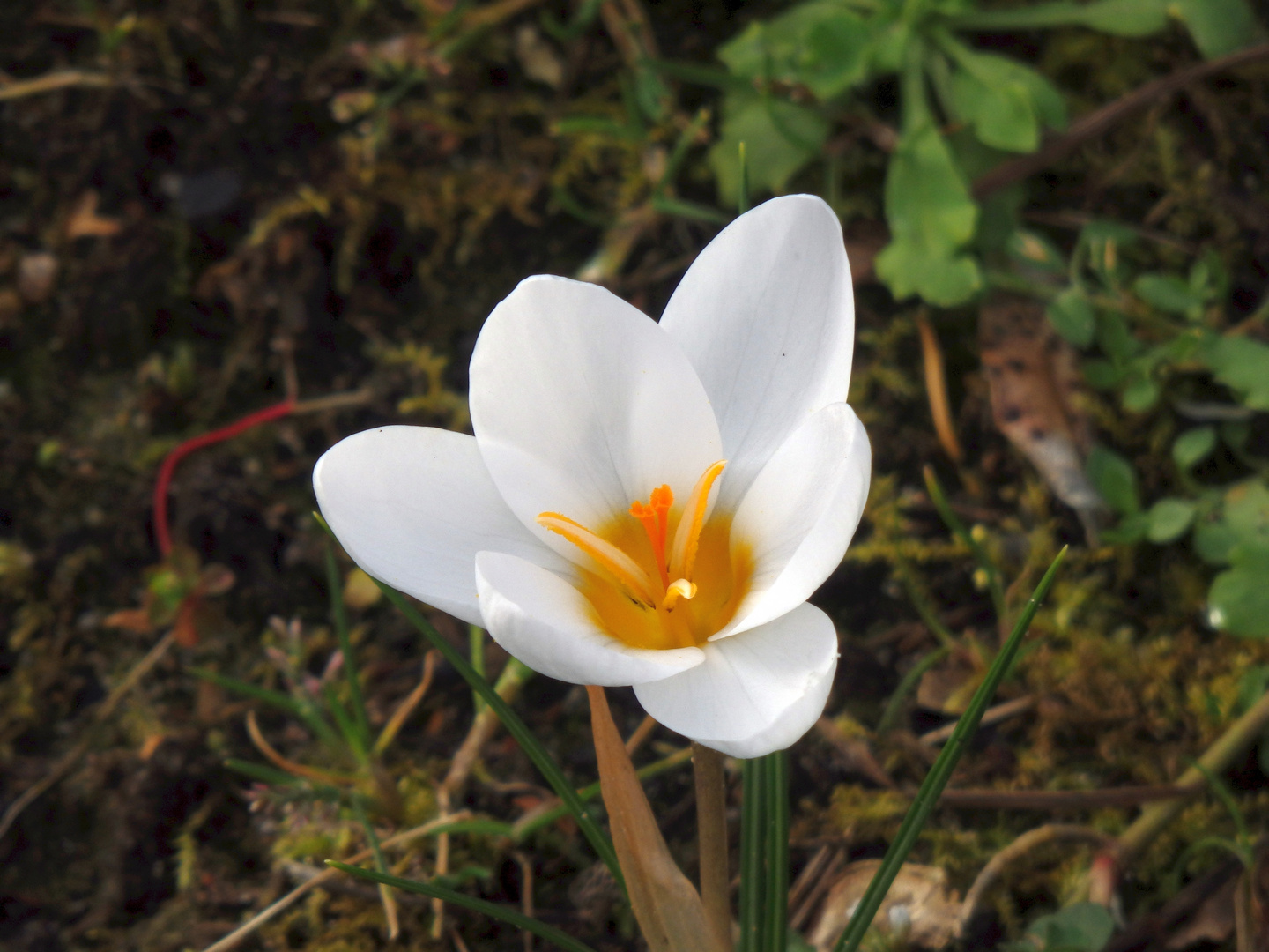 Frühblüher im Garten - Anfang Februar 2020