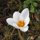 Frühblüher im Garten - Anfang Februar 2020