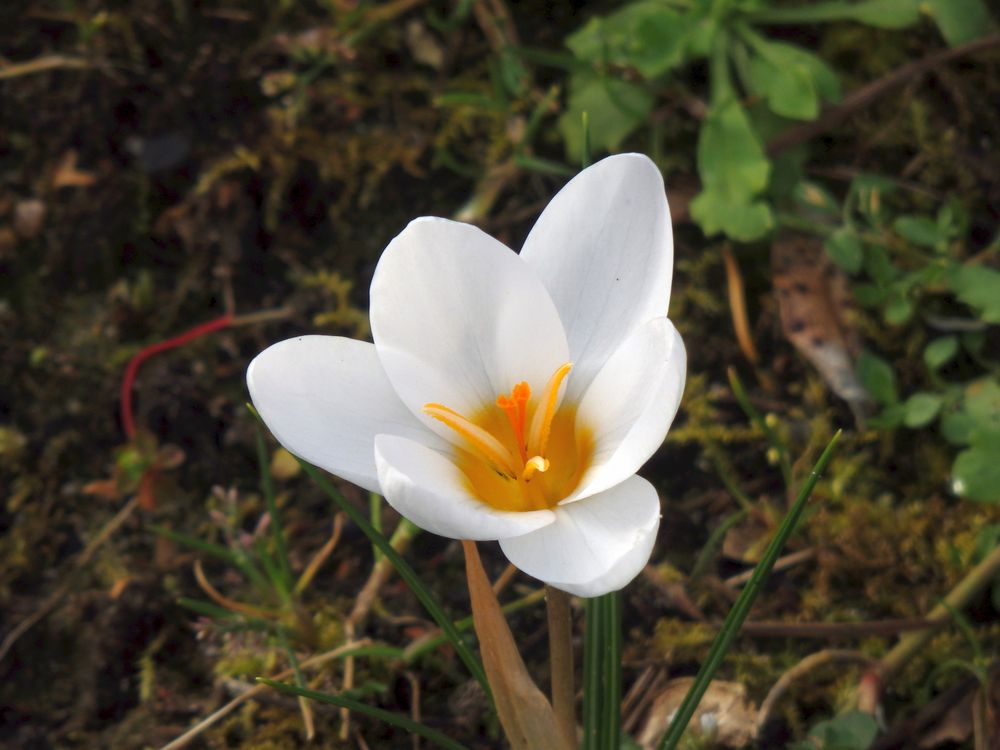 Frühblüher im Garten Anfang Februar 2020 Foto &amp; Bild