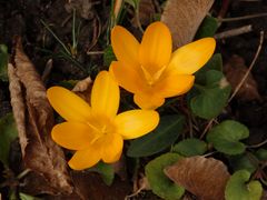 Frühblüher im Garten - Anfang Februar 2020