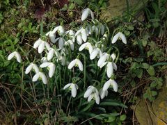 Frühblüher im Garten - Anfang Februar 2020