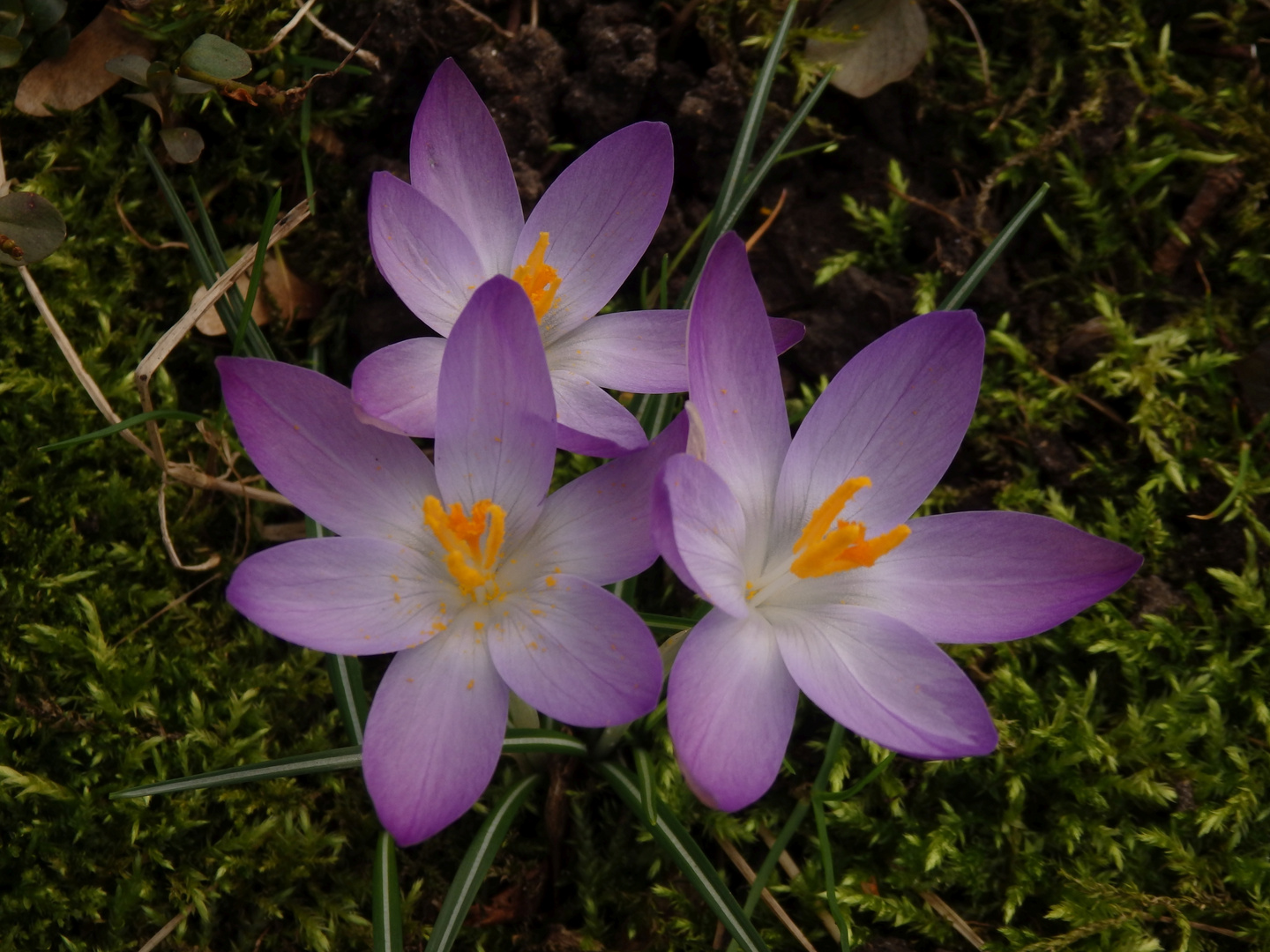 Frühblüher im Garten - Anfang Februar 2020