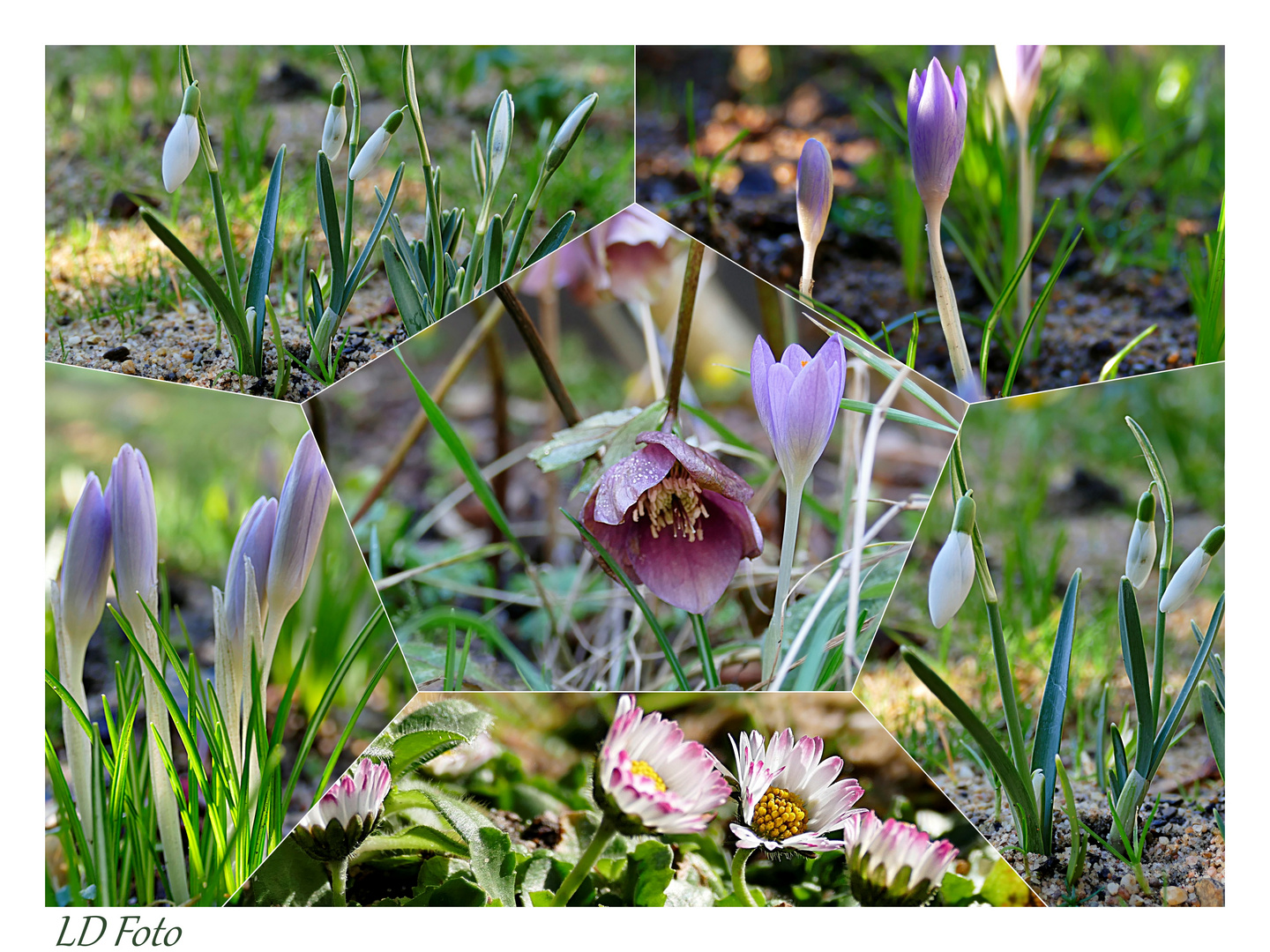 Frühblüher im Garten