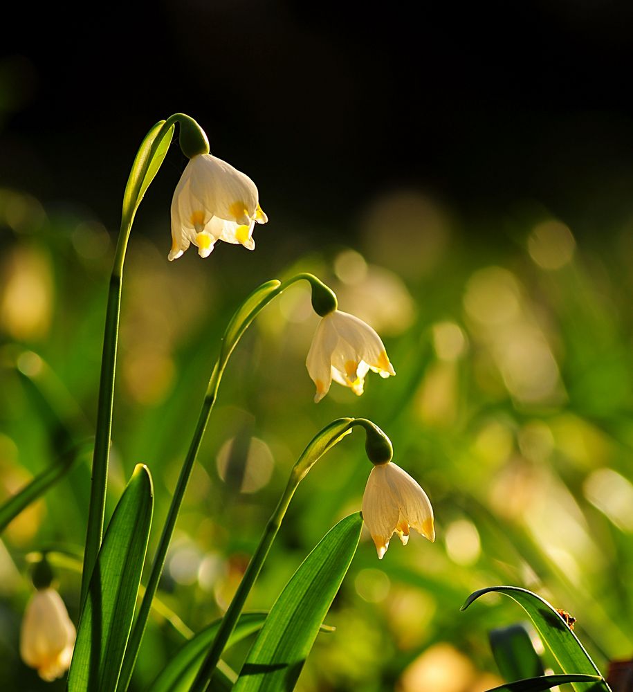 Frühblüher im Hainich Foto & Bild wald, sonne, frühling Bilder auf