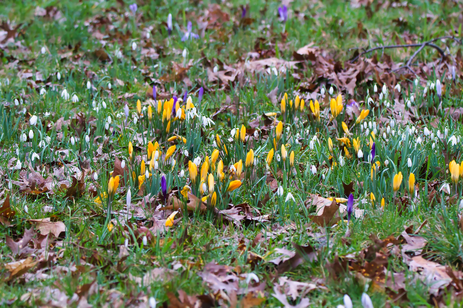 Frühblüher im Rasen