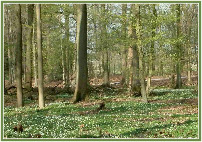 Frühblüher im Wald   Busch-Windröschen