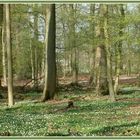 Frühblüher im Wald   Busch-Windröschen