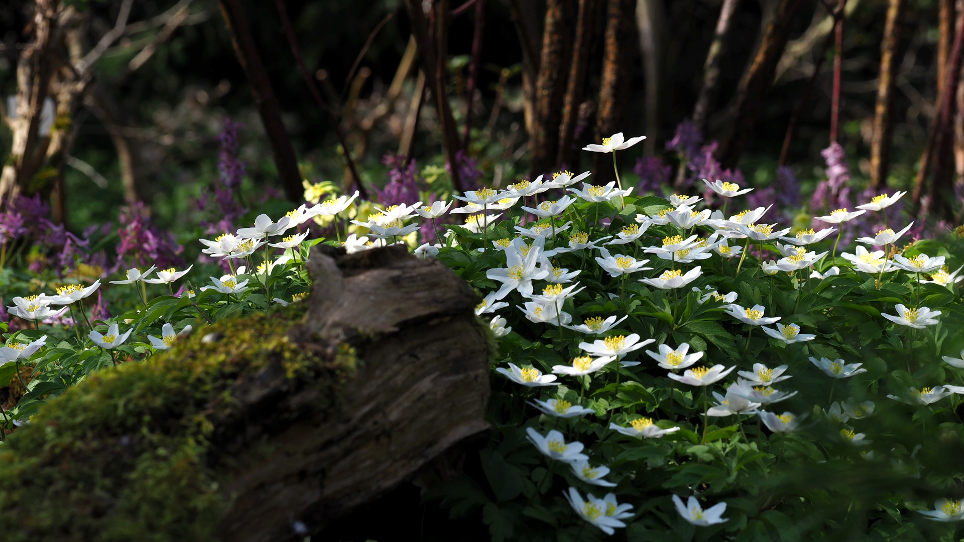 Frühblüher im Wald Foto & Bild | pflanzen, pilze & flechten, blüten