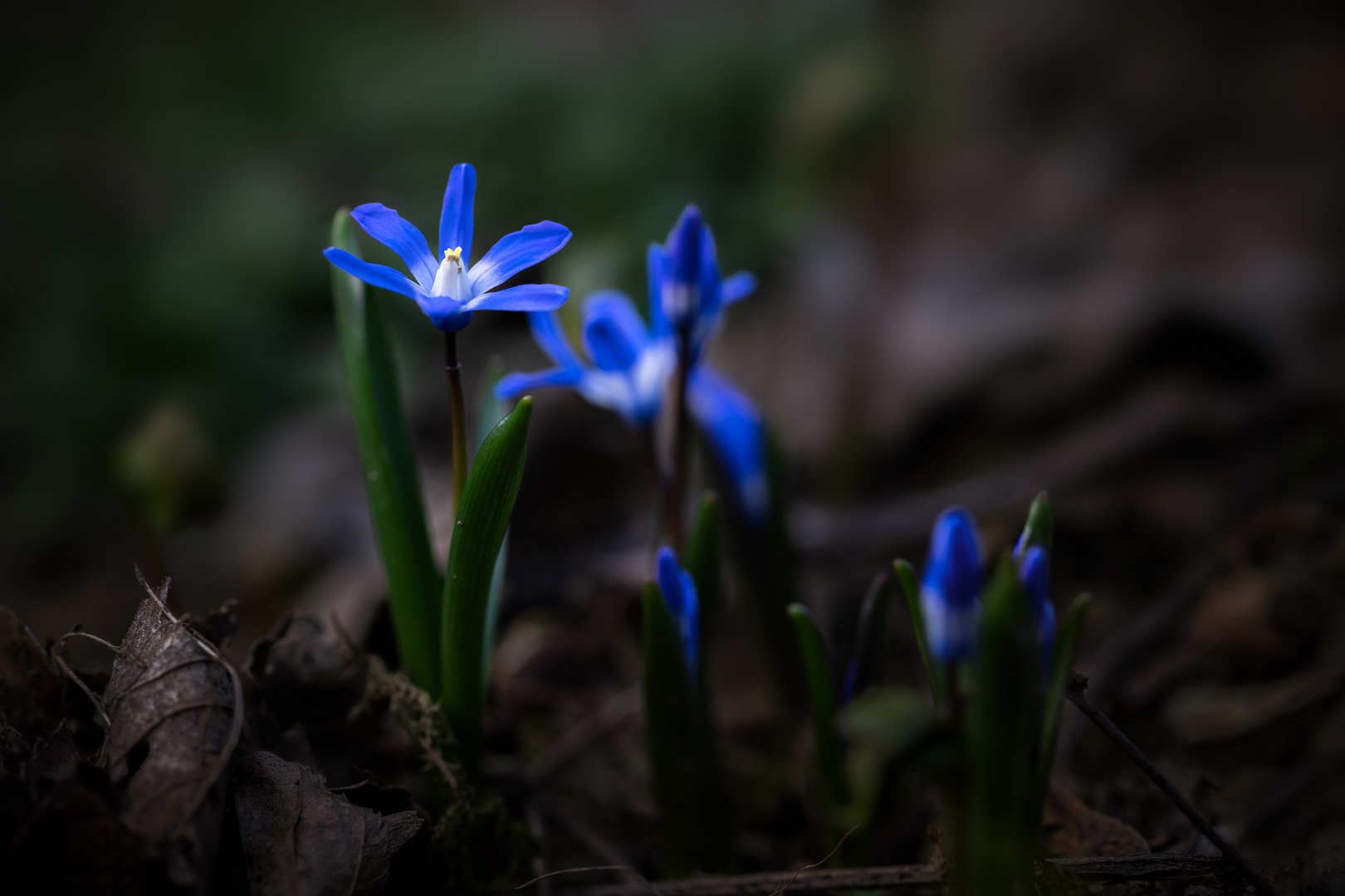 Frühblüher in Blau