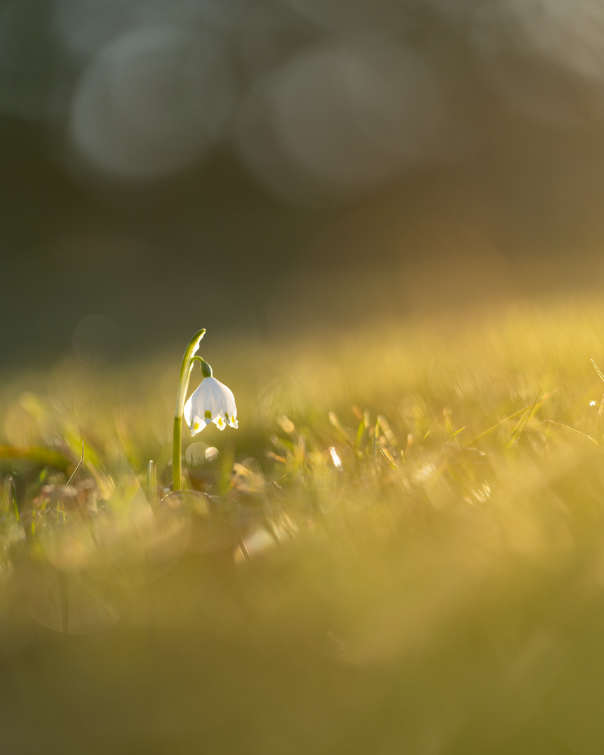 Frühblüher in der Früh