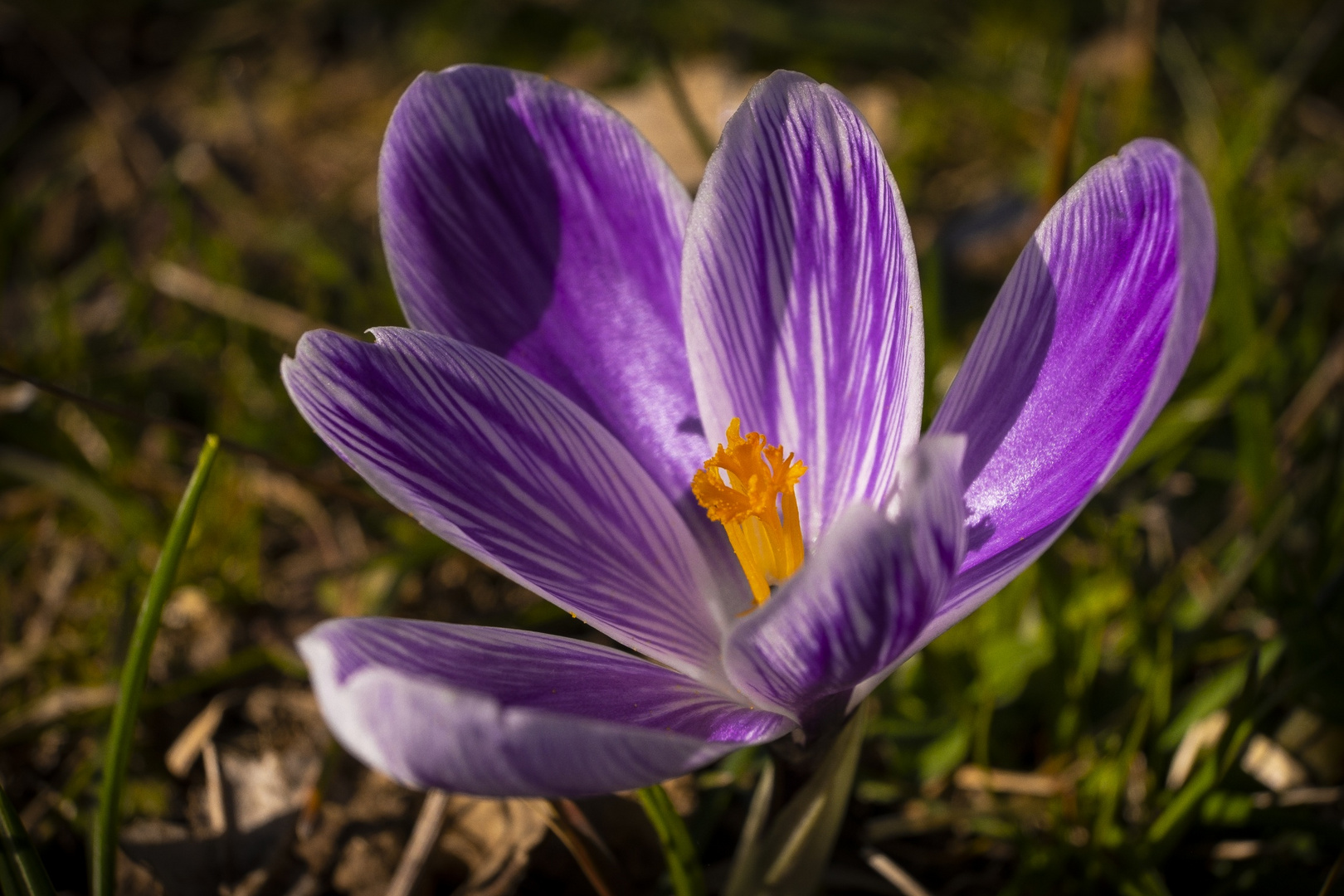 Frühblüher in der Heimat