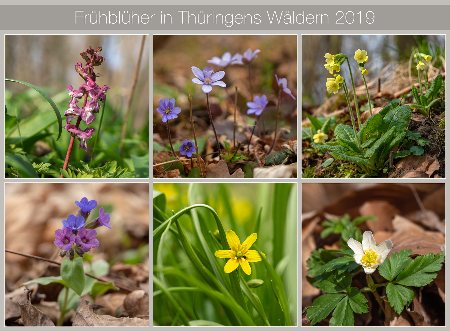 Frühblüher in Thüringens Wäldern Foto & Bild pflanzen, pilze