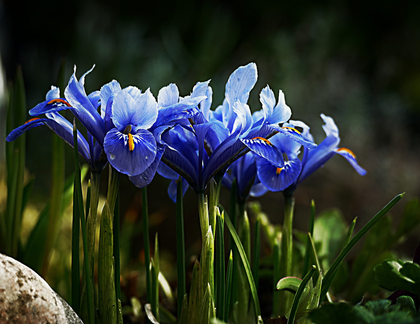 Frühblüher "Iris"