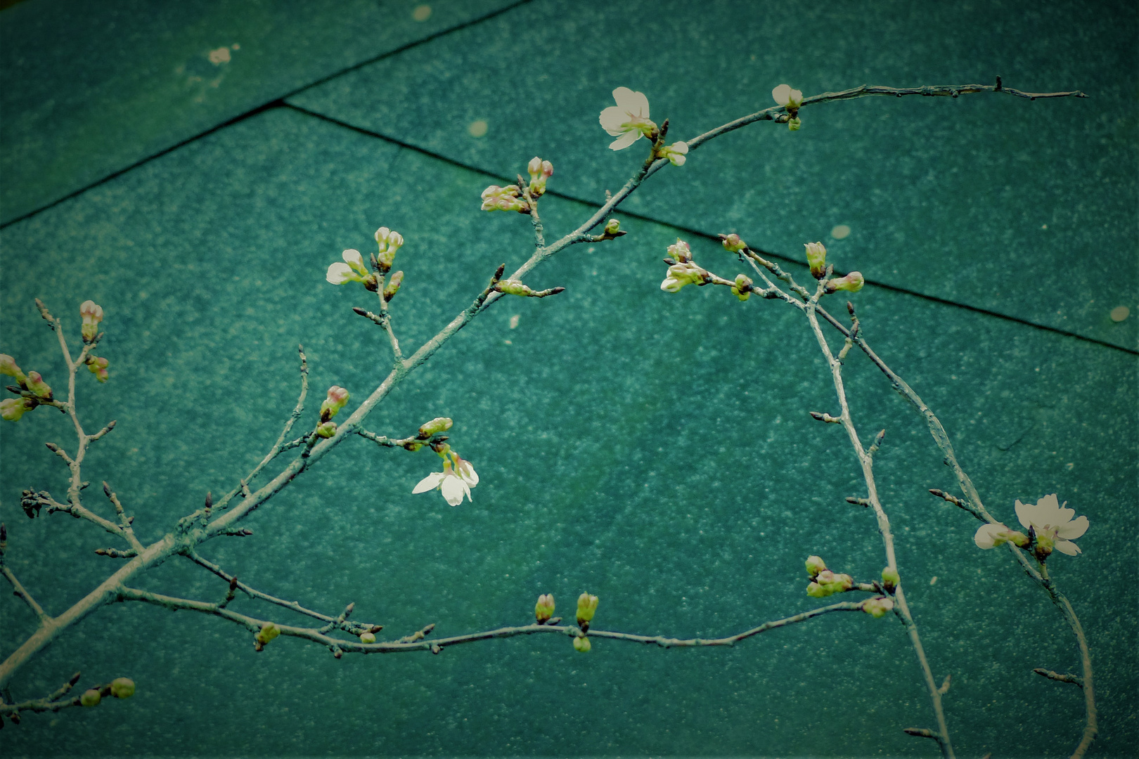 Frühblüher - Kirschbaumblüten schon Anfang Februar (Klimaerwärmung) ?