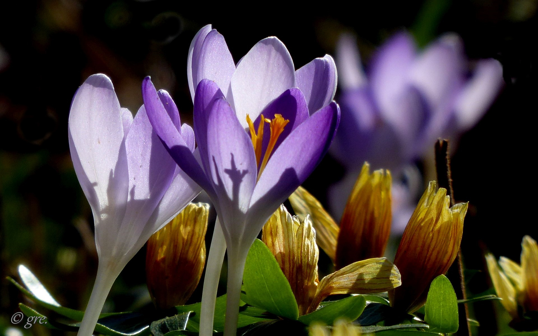 Frühblüher Krokusse Foto & Bild natur, frühblüher, pflanzen Bilder