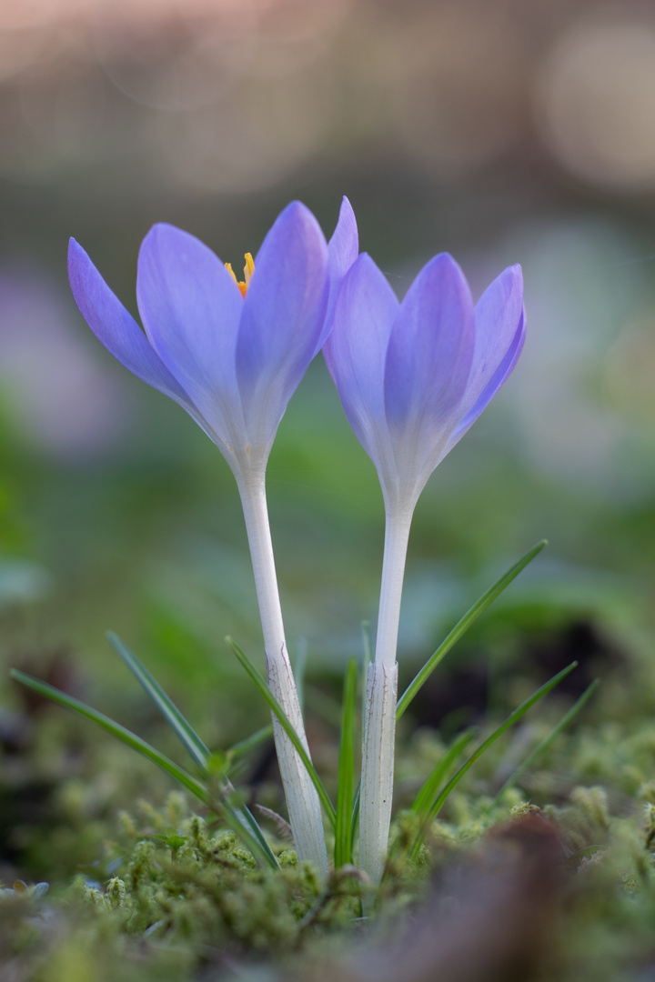 Frühblüher Krokusse