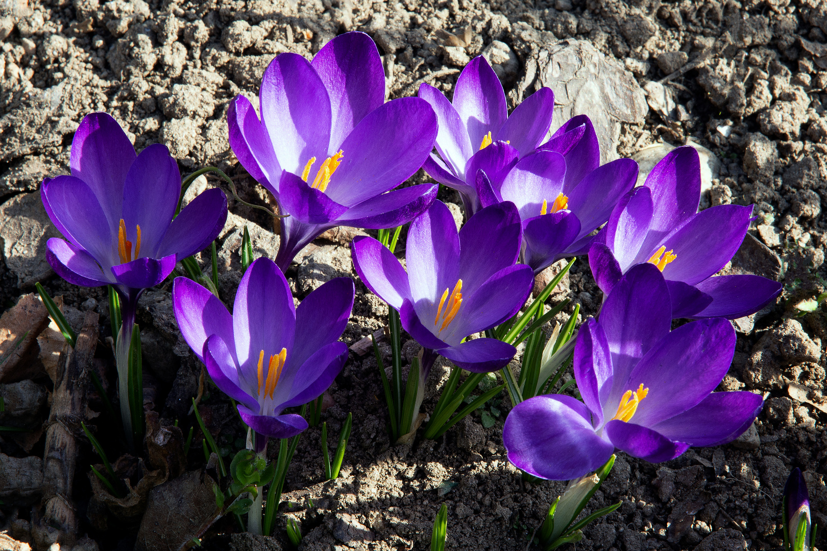 Frühblüher Krokusse