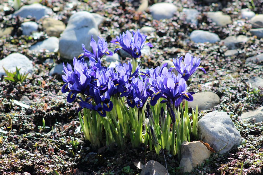 Frühblüher Lilien