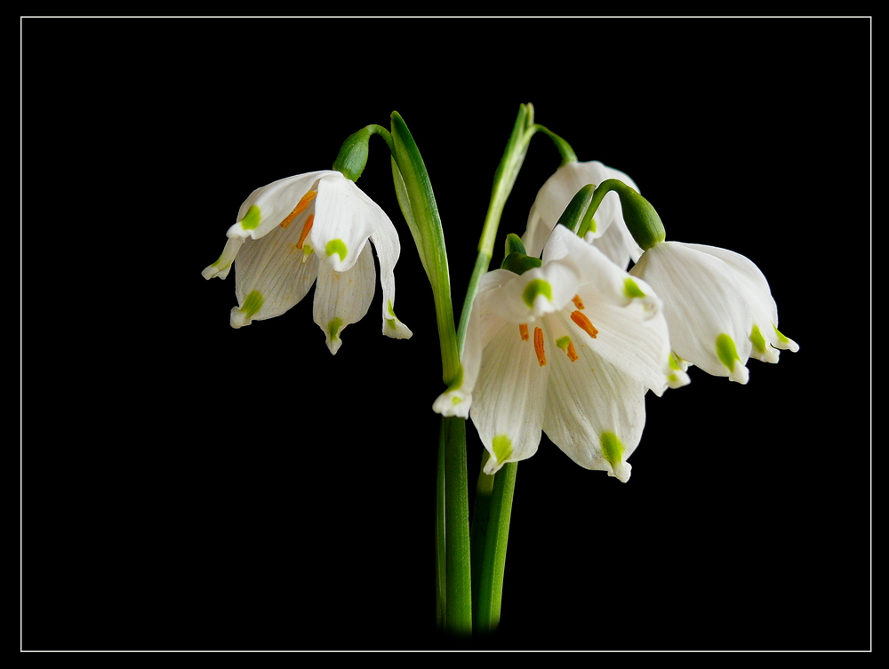 Frühblüher "Märzenbecher"