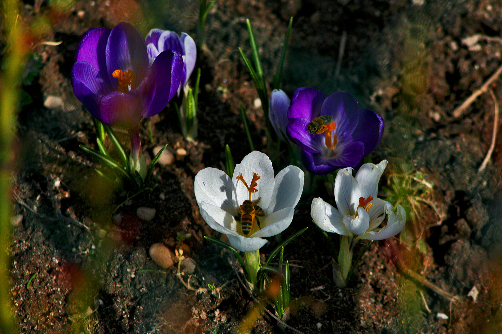 Frühblüher mit Besuch