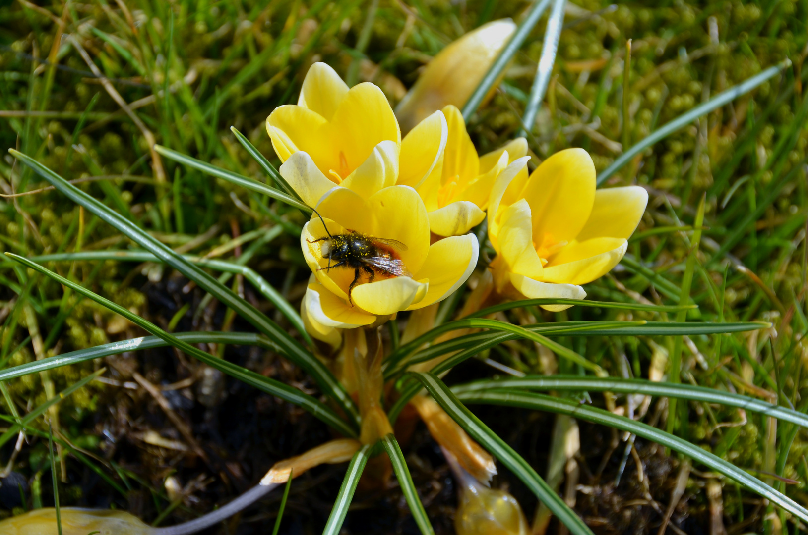 Frühblüher mit frühem Arbeiter