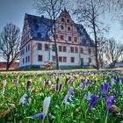 Frühblüher nach eiskalter Märznacht vor Schloss Ponitz 