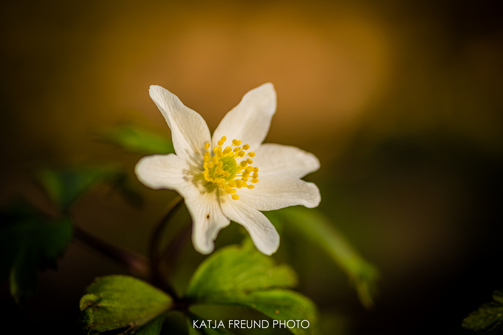 Frühblüher ... Spring is coming!