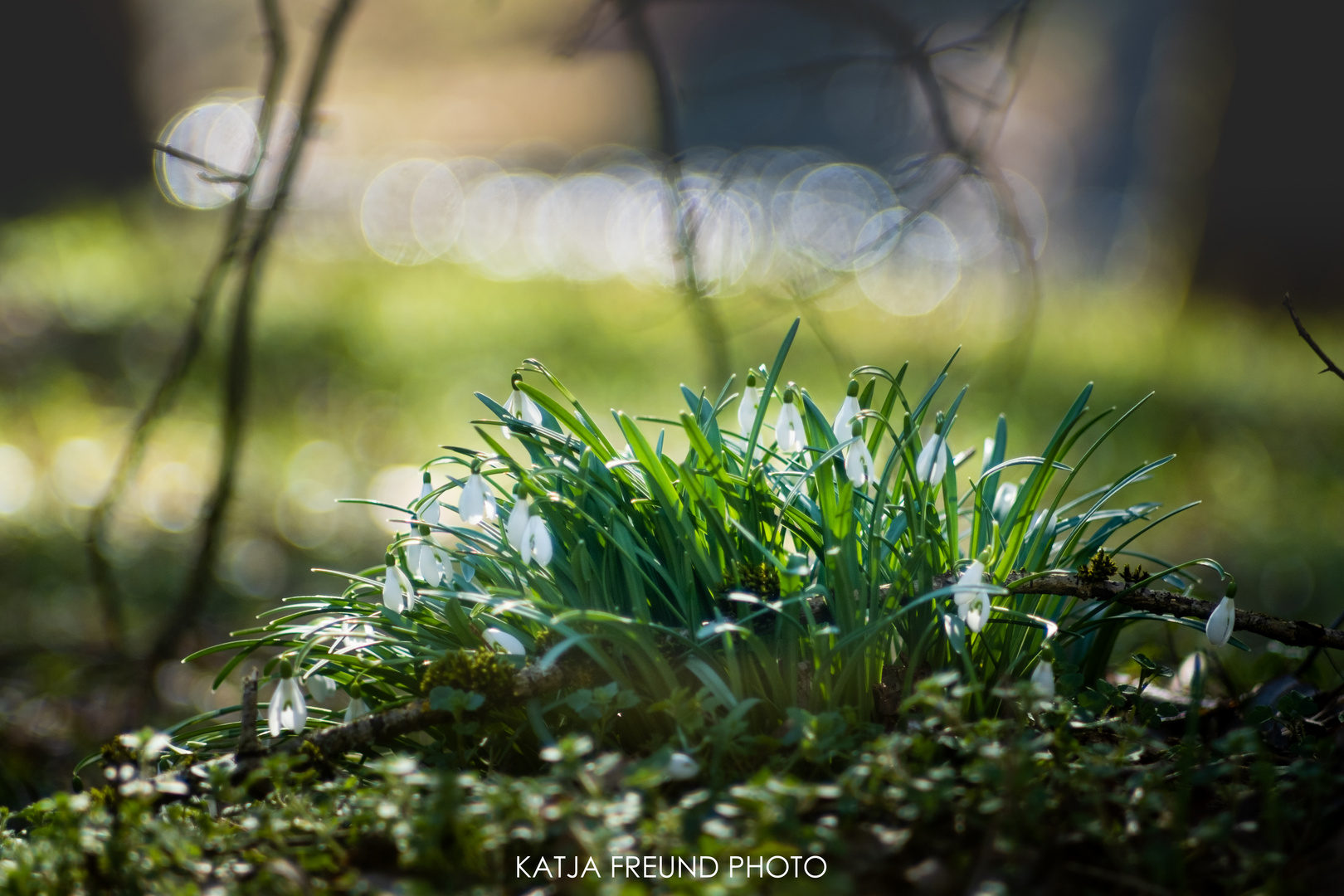 Frühblüher ... Spring is coming!