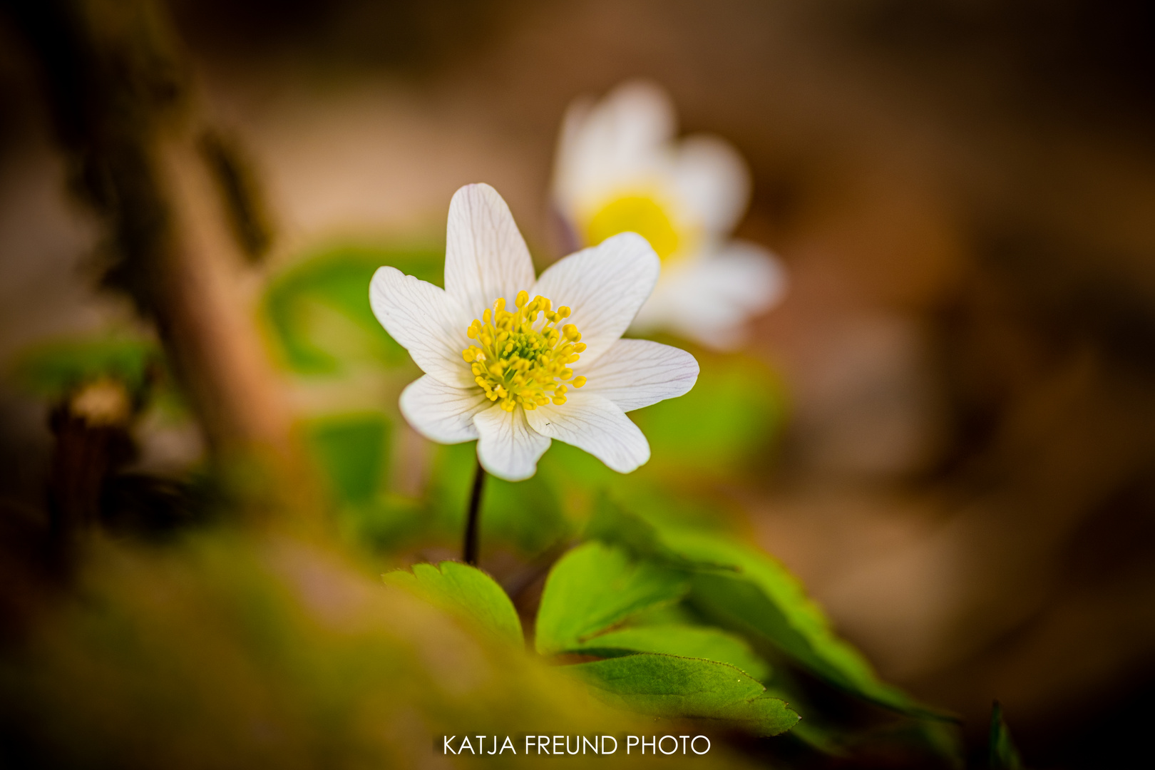 Frühblüher ... Spring is coming!