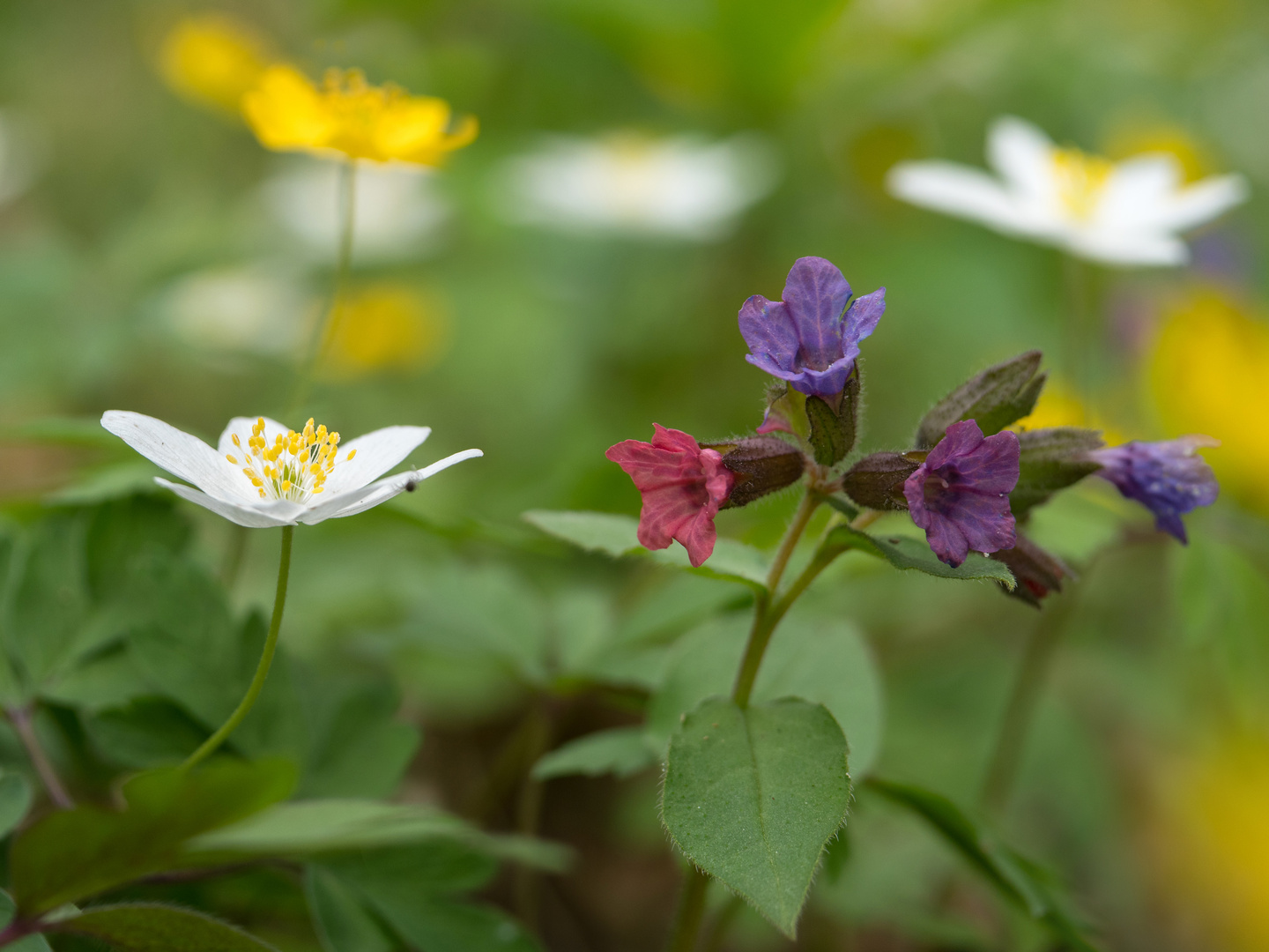 Frühblüher, tief im Wald Foto & Bild pflanzen, pilze & flechten