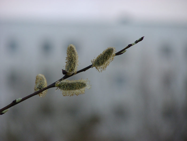 Frühblüher und Platten (1)