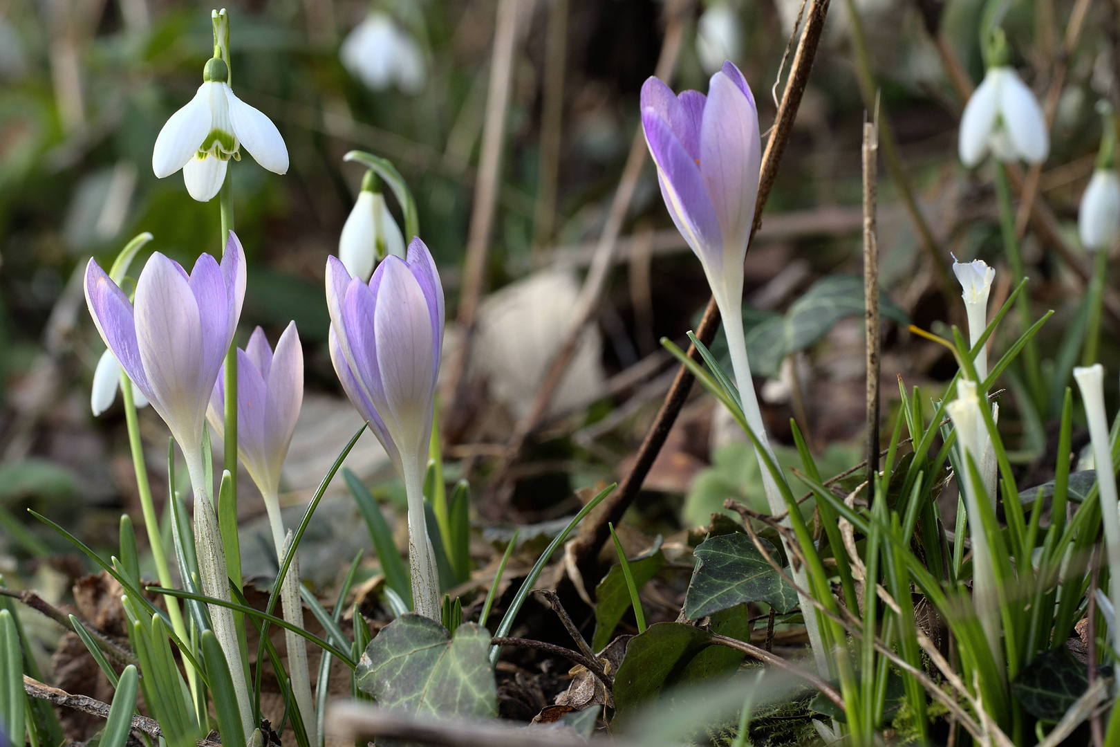 Frühblüher unter sich