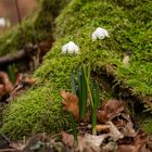 Frühblüher vor Baumveteran