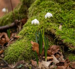 Frühblüher vor Baumveteran