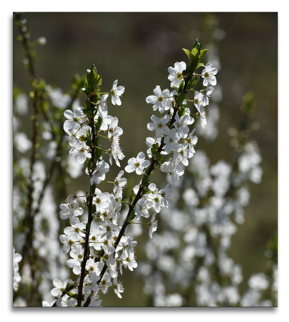 Frühblüher Weißdorn