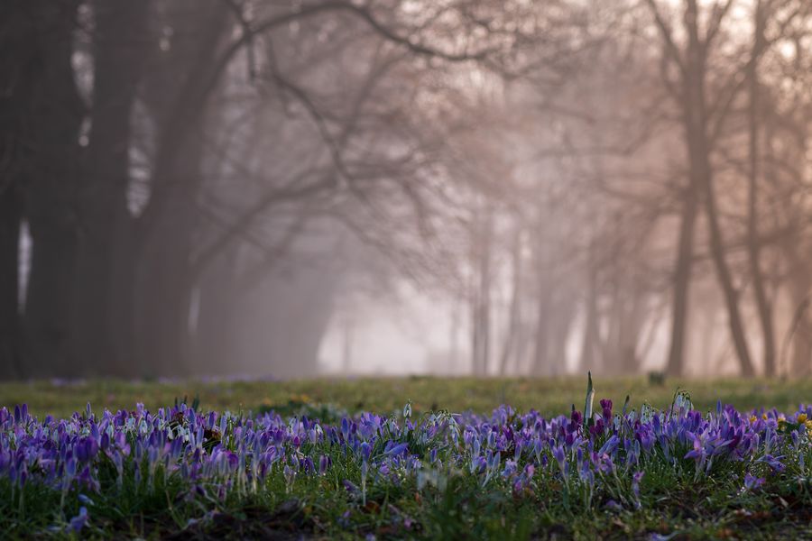 Frühblüher-Wiese zum Sonnenaufgang