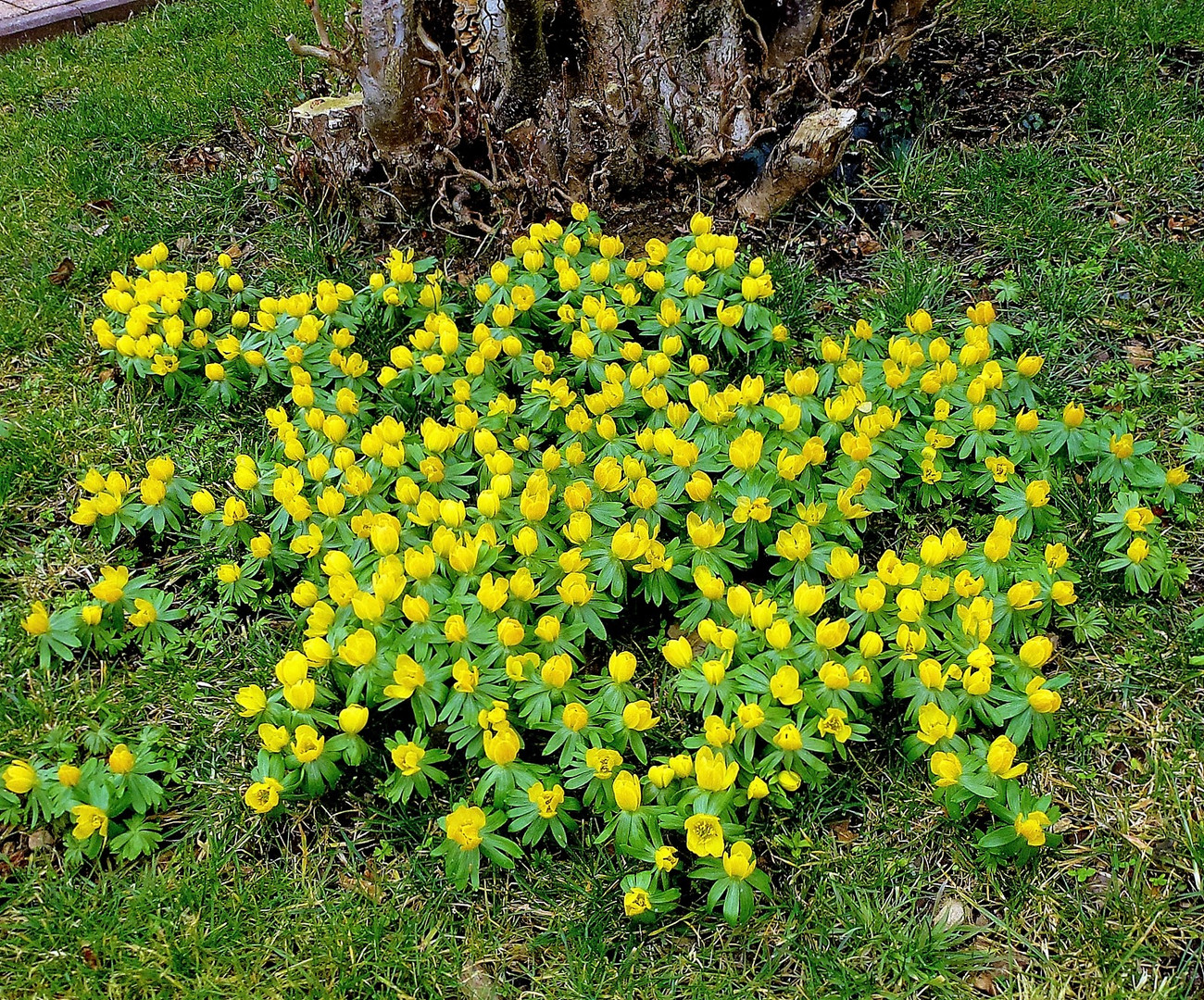 Frühblüher-Winterlinge