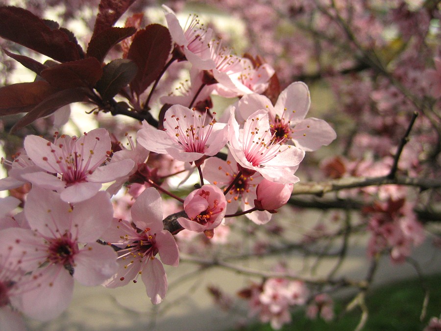 Frühblüte im Frühling